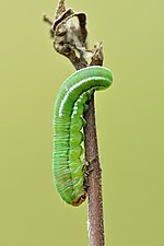 Thumbnail for File:Gilpinia hercyniae larvae - Keila.jpg