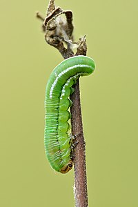 Gilpinia hercyniae larva (European Spruce Sawfly larva)