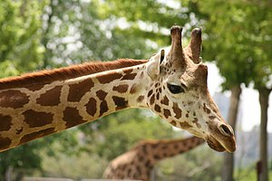 A Giraffe in Madrid