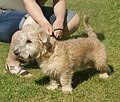 Glen of Imaal Terrier, wheaten