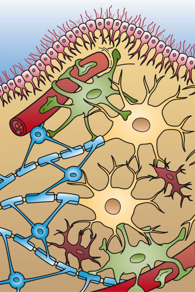 types of neuroglial cells