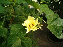 Gossypium hirsutum BotGardBln1105FlowerLeaves.JPG 