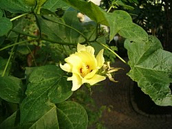 Blomst av Gossypium hirsutum