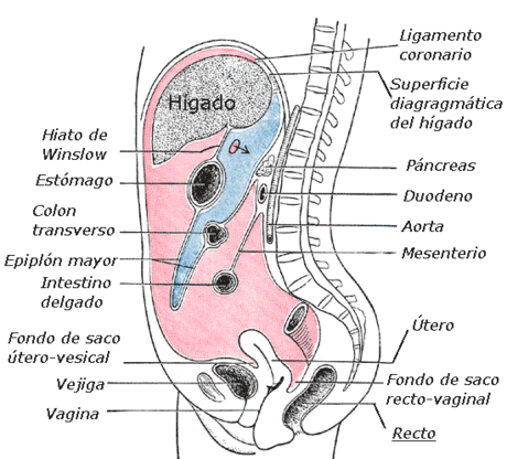 Mesenterio