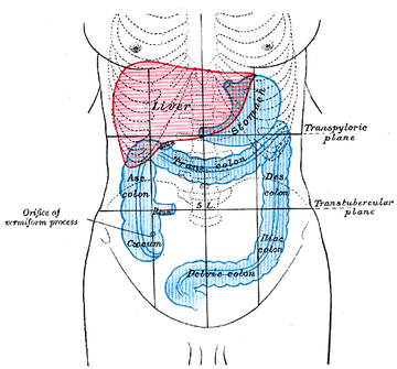 Intestino grosso