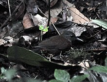 Gray throated leaftosser.jpg