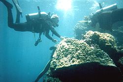 Great Barrier Reef 9.JPG