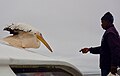 Great White Pelican (37763785681).jpg