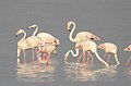 Greater Flamingo Phoenicopterus roseus by Dr. Raju Kasambe DSCN1578 (4).jpg