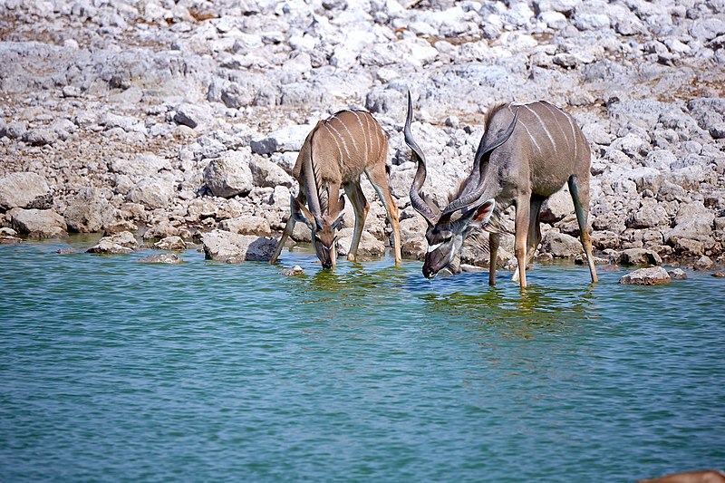 File:Greater Kudu Pair 2019-07-25.jpg