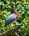 * Nomination Green heron perched on fallen branch in Prospect Park, Brooklyn. Could use denoising, but the sharpness is good. By User:Hsansom. --Rhododendrites 01:05, 8 January 2023 (UTC) * Promotion  Support Good quality. --Ermell 09:50, 8 January 2023 (UTC)