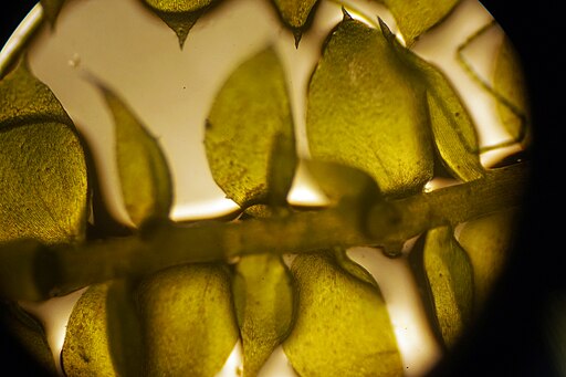 Green algae under a microscope