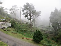 Pemandangan berkabus di Bukit Larut, 2012