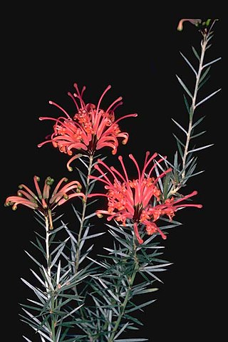 <i>Grevillea kennedyana</i> Species of shrub in the family Proteaceae endemic to New South Wales and Queensland, Australia