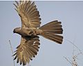Grey Go-away-bird (Corythaixoides concolor).jpg