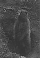 Groundhog, ca 1903-1911 (WASTATE 2456).jpeg