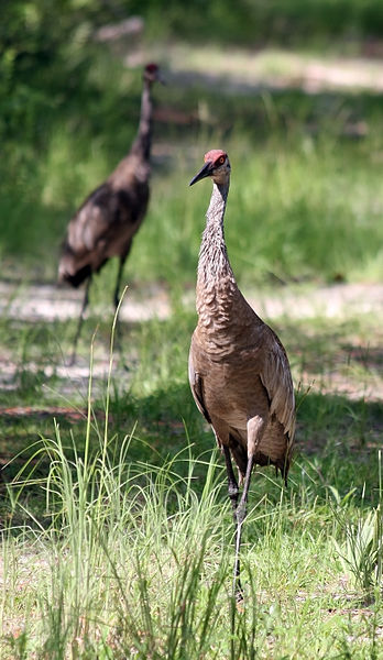 File:Grus canadensis pratensis (adult with juvenile).jpg