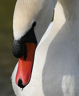 Le cygne tuberculé (cygnus olor) se distingue des autres cygnes par le tubercule cartilagineux noir situé à la base de son bec orangé. (définition réelle 1 400 × 1 700)