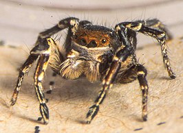 Habronattus bulbipes