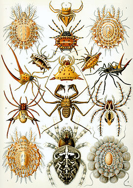 Verschillige sôortn kobbeachtign (Ernst Haeckel, 1904)