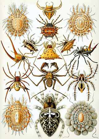 Araneoidoj (Arachnida)
