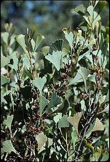 <i>Hakea flabellifolia</i> Species of shrub in the family Proteacea endemic to Western Australia