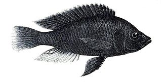 <i>Haplochromis nubilus</i> species of fish