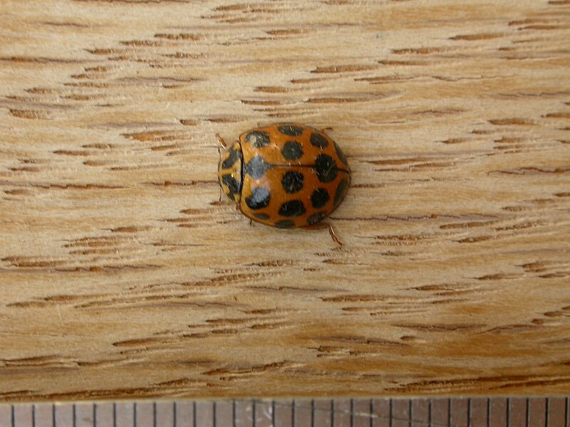 File:Harmonia conformis (5311897790).jpg