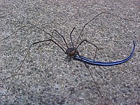 Косарик (Opiliones) поїдає хвіст сцинка (Scincidae)