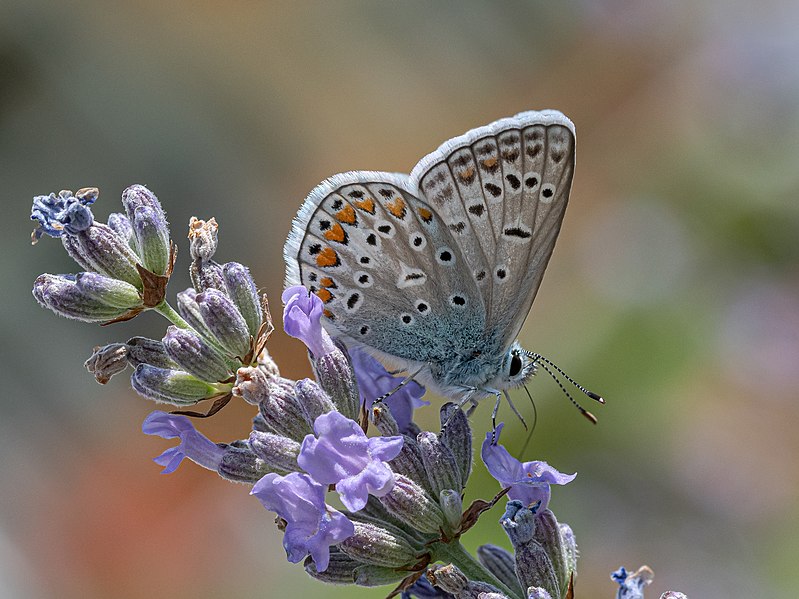 File:Hauhechel-Bläuling Polyommatus icarus-4910.jpg