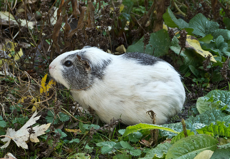 File:Hausmeerschweinchen by Hermux.jpeg