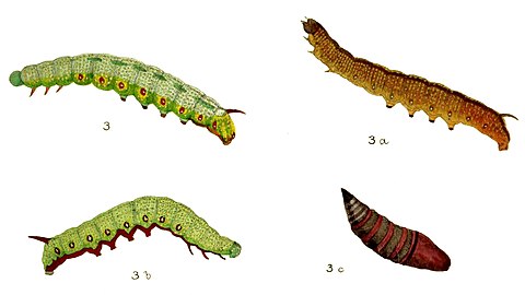 Hemaris fuciformis larvae.jpg