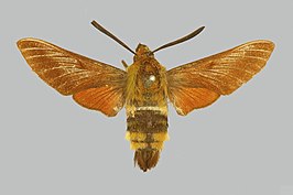 Hemaris rubra