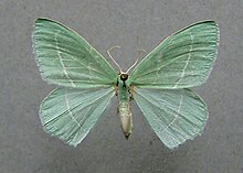 Hemistola chrysoprasaria.jpg