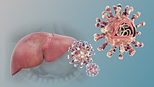 Hepatitis C viral particles and the liver Hepatitis C.jpg