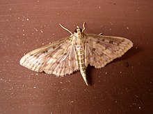 Herpetogramma abdominalis Herpetogramma abdominalis.jpg