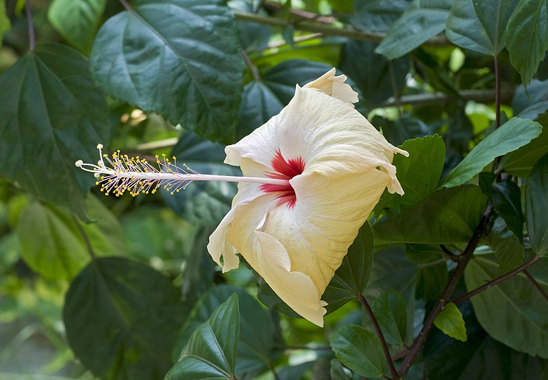 File:Hibiscus 15 03 2012.jpg