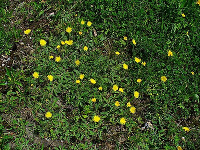 Hieracium pilosella