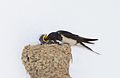 * Nomination Barn Swallow juveniles. Porto Covo, Portugal -- Alvesgaspar 21:13, 11 June 2013 (UTC) * Promotion A pity that the nest is cut off, but good anyhow --Poco a poco 21:21, 11 June 2013 (UTC)