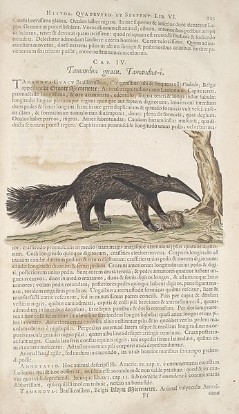 File:Historia naturalis Brasiliae (Page 225) BHL289318.jpg