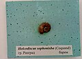 en:Holcodiscus sophonisba (Coquand) en:Barremian, en:Razgrad, Cr1 1726 (Coll. V.Tzankov) at the en:Sofia University "St. Kliment Ohridski" Museum of Paleontology and Historical Geology