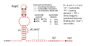 Thumbnail for HopC RNA motif