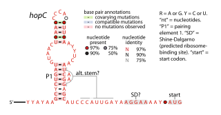 <span class="mw-page-title-main">HopC RNA motif</span>