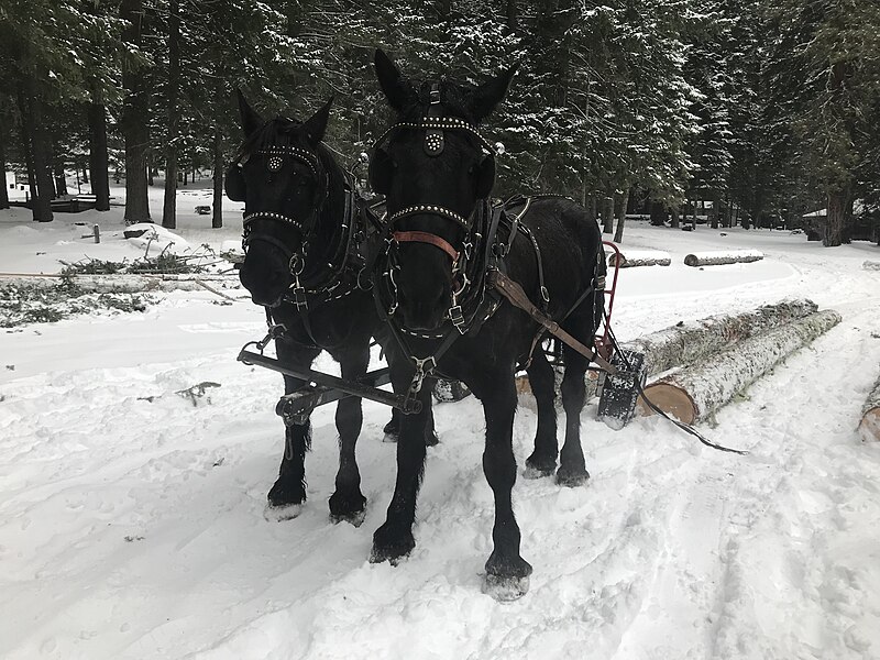 File:Horse logging in the snow - 39808749524.jpg