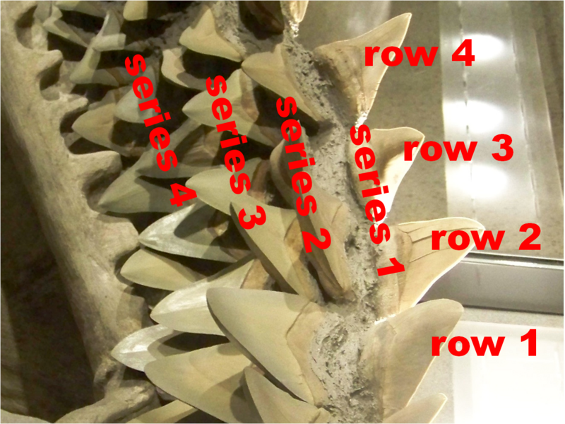 File:How to count shark teeth.png