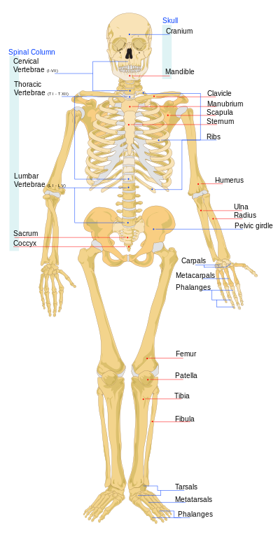 https://upload.wikimedia.org/wikipedia/commons/thumb/c/ca/Human_skeleton_front_en.svg/397px-Human_skeleton_front_en.svg.png