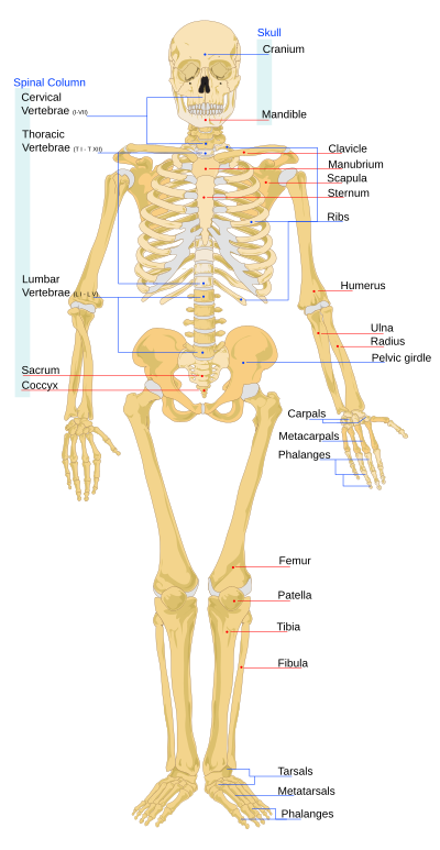 中学校理科 第2分野 動物の生活と仕組み Wikibooks