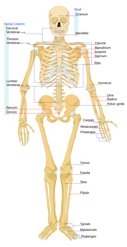 labeled skeletal system for kids