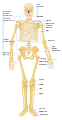 File:Human skeleton front en.svg