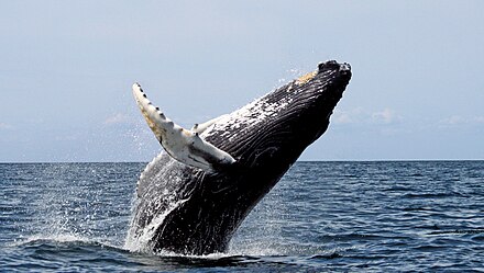 Humpback whale breaching at Stellwagen Bank National Marine Sanctuary